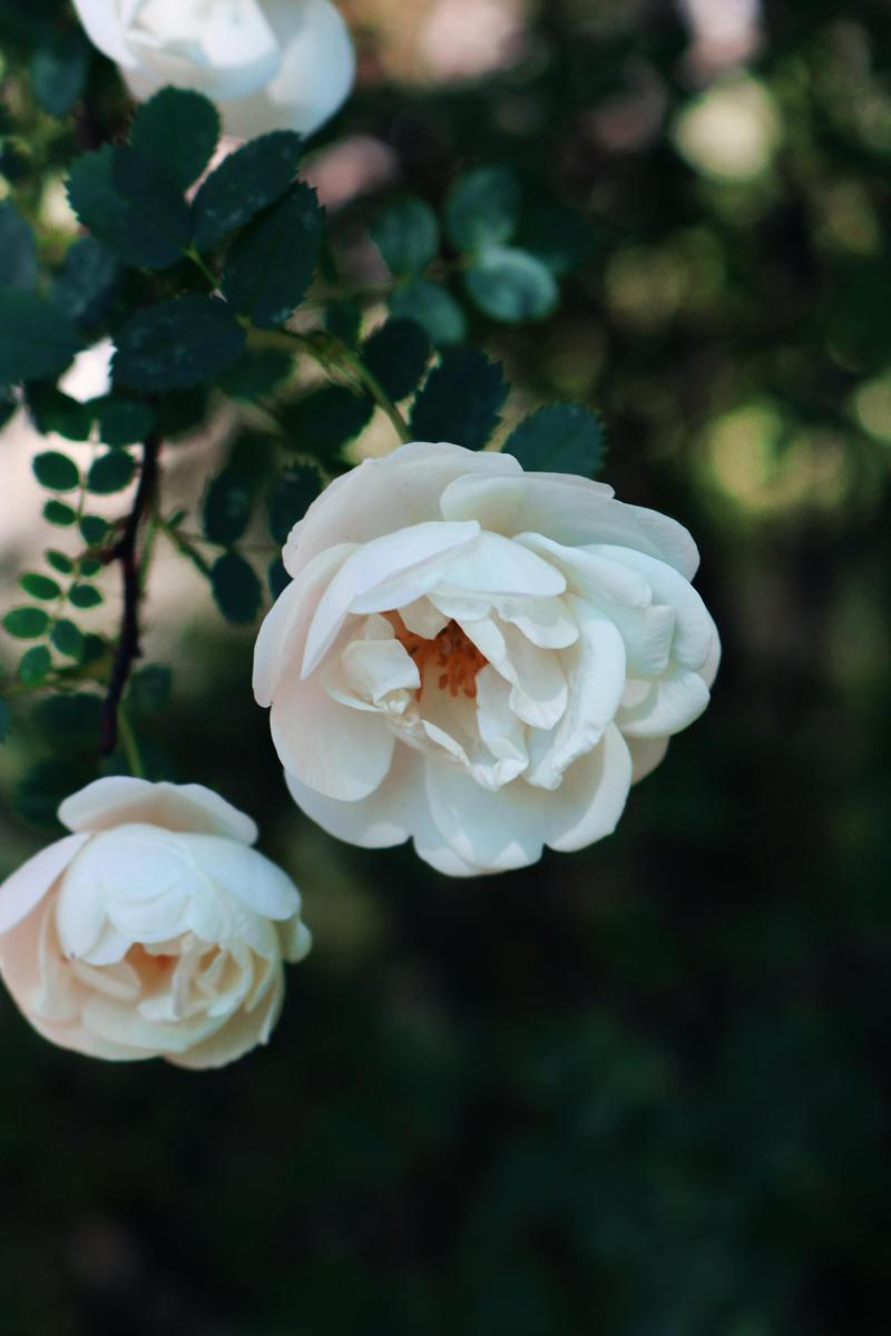 rose bush disease