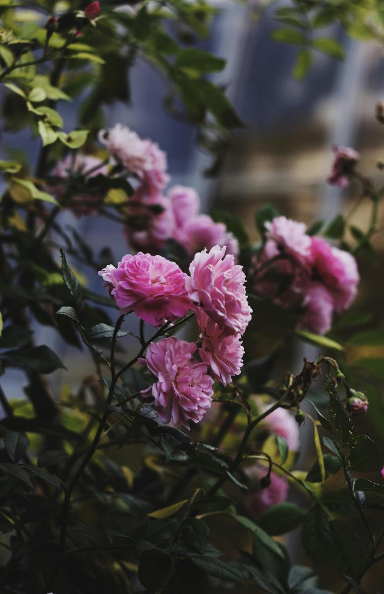 rose bush disease